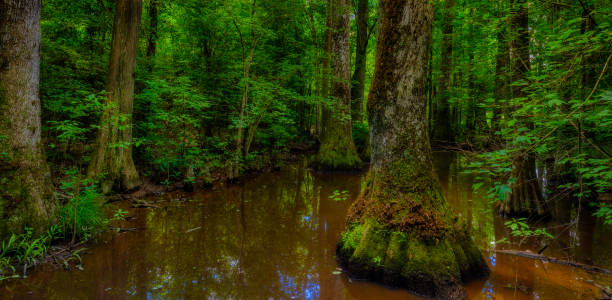 pântano ao longo do natchez trace parkway no mississipi - cypress swamp - fotografias e filmes do acervo
