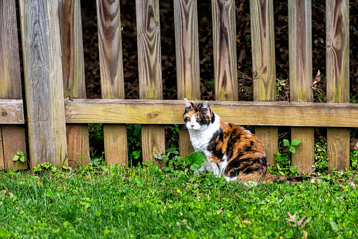 Outdoor calico cat outside hunting by fence in garden lawn backyard on green grass in summer garden