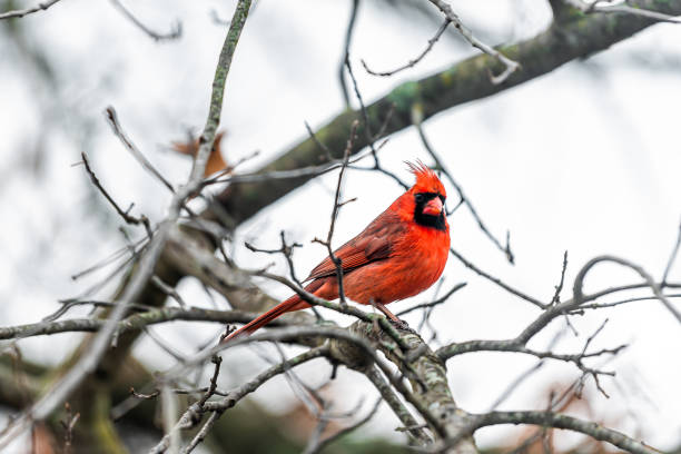istock One single male red northern cardinal, Cardinalis, bird perched on bare tree branch during winter in Virginia with crest and blurry background 1255043401