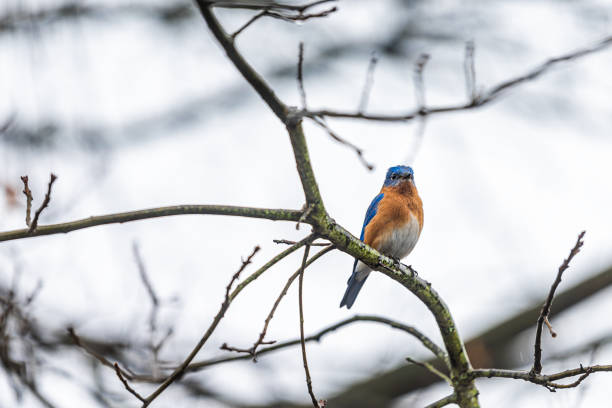 istock One single bluebird male blue and brown orange bird sitting perching closeup on tree during winter in Virginia bare branch 1255043444