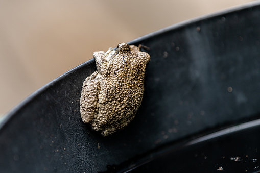 Macro closeup of skin of one gray treefrog tree frog hyla versicolor on edge of black bucket container showing texture of back