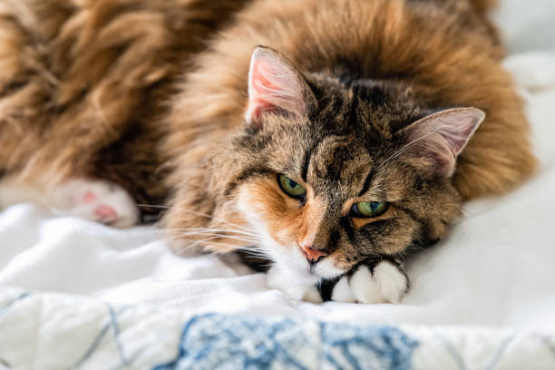 zbliżenie portret twarz jednego smutnego śpiącego calico maine coon cat twarz leżącego na łóżku w pokoju sypialni patrząc w dół znudzony depresją - images of cats zdjęcia i obrazy z banku zdjęć