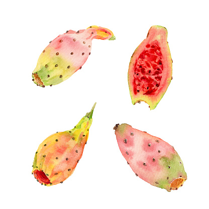 Hand drawn watercolor illustration of fresh opuntia ficus indica fruit or prickly pear or tuna. Pastel colored set of four Indian fig fruits, whole and halved slice isolated on white background. For menu and packaging design