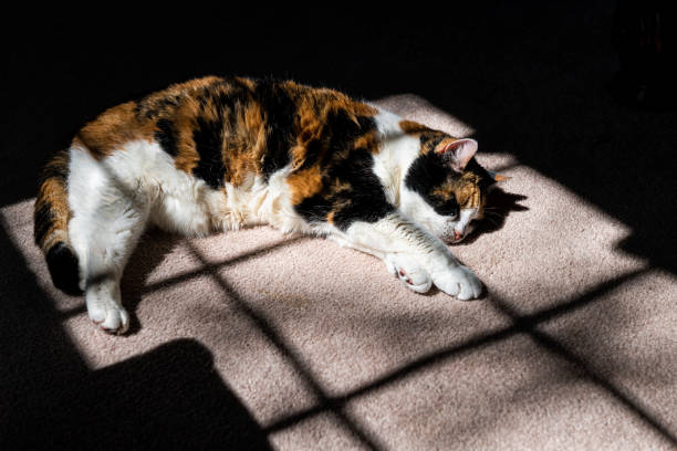 Closeup of calico short hair cat orange fur on carpet floor lying down sleeping inside interior indoor house room in sunlight window with paws Closeup of calico short hair cat orange fur on carpet floor lying down sleeping inside interior indoor house room in sunlight window with paws preening stock pictures, royalty-free photos & images