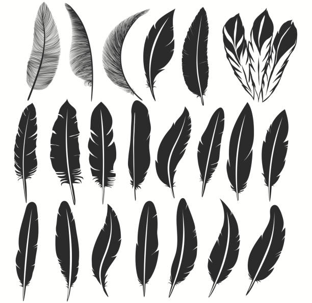 Bird feather icon, writing symbol. Fallen fluffy feathers isolated. vector Bird feather icon collection, writing symbol. Fallen fluffy feathers isolated. Exotic soft feather set. Vector illustration feather vector illustration stock illustrations