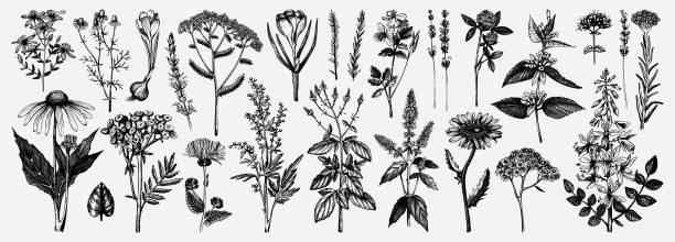 ilustraciones, imágenes clip art, dibujos animados e iconos de stock de colección de hierbas medicinales. - herb chamomile flower arrangement flower