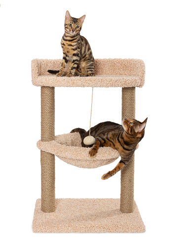 Toyger catand bengal kitten are sitting on the scratching post. Scratching play complex for cats with two poles isolated on white background.