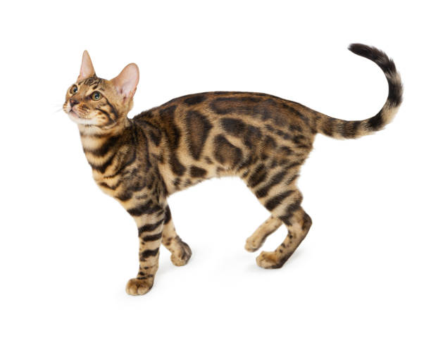 istock Cute 5 month old Bengal kitten with large rosettes isolated on white background. 1255047637