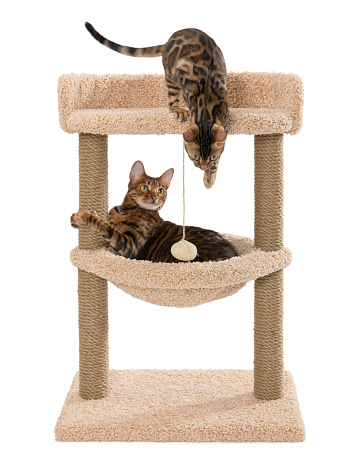 Toyger and bengal cats are sitting on the scratching post. Scratching play complex for cats with two poles isolated on white background.