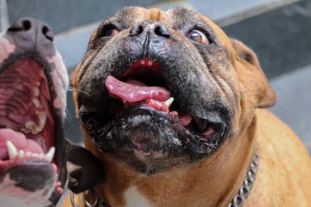 istock Funny Elder English Bulldog having fun 1255048710