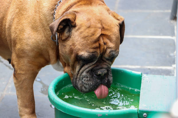 istock Elder English Bulldog drinking water 1255048727