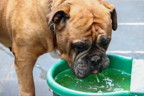 Elder English Bulldog drinking water