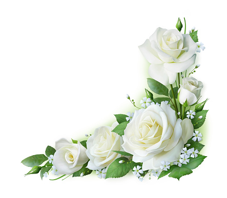 Isolated corner frame of white roses wedding Decoration Greeting card.
