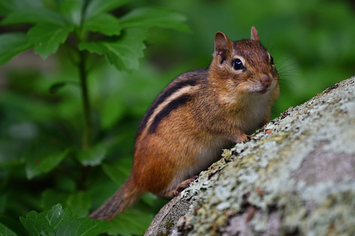 Eastern chipmunk on lichen-covered boulder looking at camera, pachysandra in background. Taken in the Connecticut countryside.