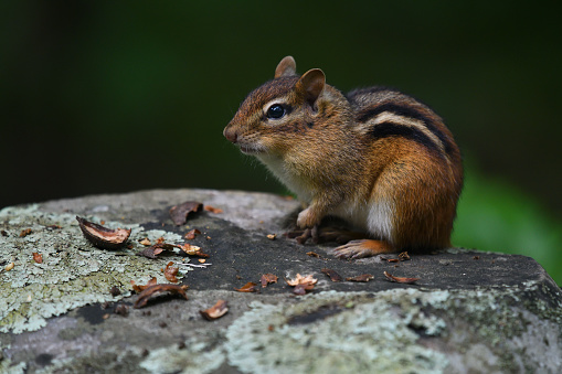 Eastern chipmunk after filling up on acorns, the shells strewn about its feeding area on a lichen-covered rock. Taken in the Connecticut countryside.