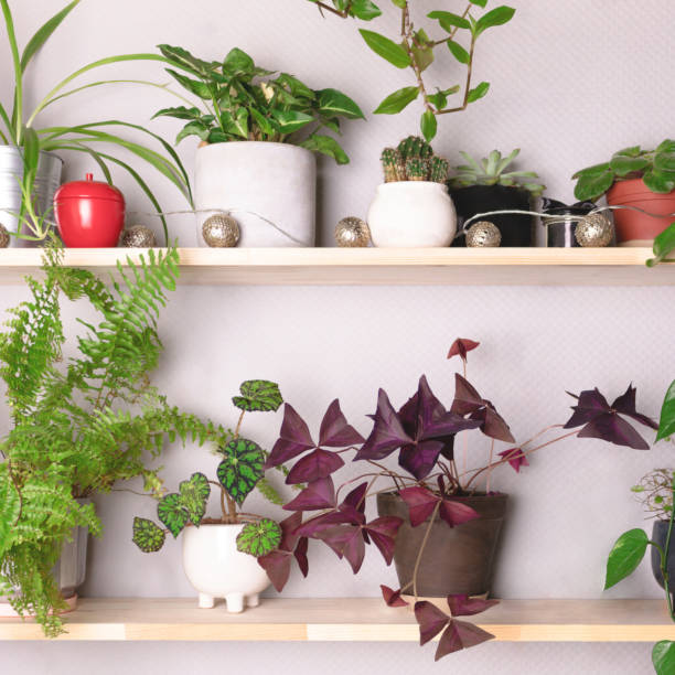 istock Wooden shelves with various houseplants. 1255052240