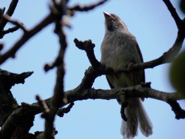 istock a sparrow on a dry branch 1255052283