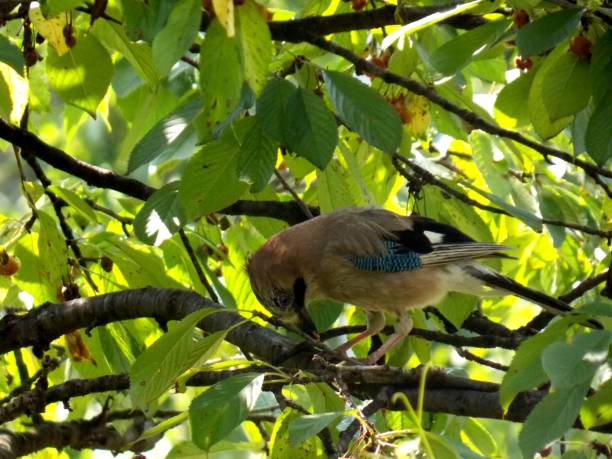 istock the bird on the branch found food 1255052620