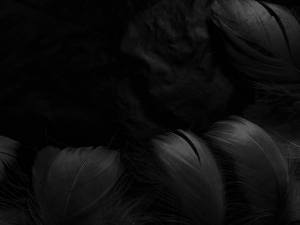 istock Beautiful abstract white feathers on black background and soft black feather texture on white pattern and light background, gray feather background, grey banners 1255052822