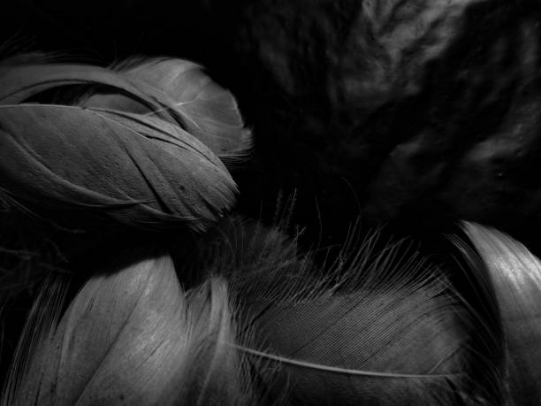 istock Beautiful abstract white feathers on black background and soft black feather texture on white pattern and light background, gray feather background, grey banners 1255052852