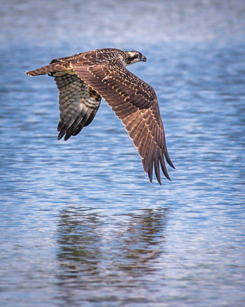 istock Osprey in flight searching for a meal 1255053142