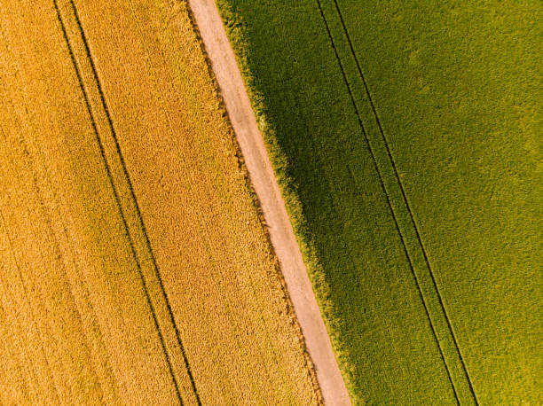 istock Green and gold wheat fields- Aerial bird's eye view 1255054390