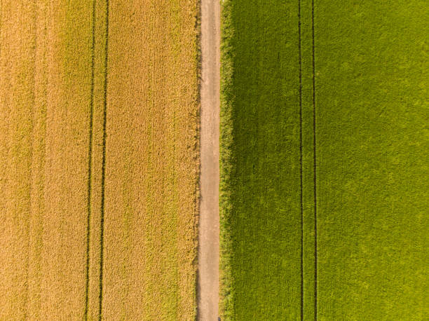 istock Green and gold wheat fields- Aerial bird's eye view 1255054391
