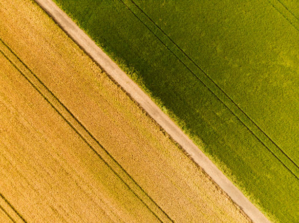 istock Green and gold wheat fields- Aerial bird's eye view 1255054397