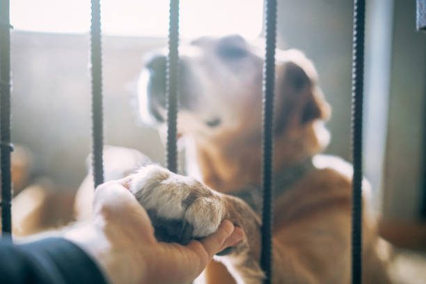 adorable big mixed breed dog giving his paw to a man through the lattice while sitting in shelter kennel - take shelter imagens e fotografias de stock