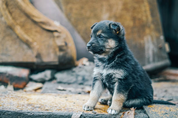 istock Sad tiny mixed breed fluffy puppy lost on street abandoned by his owners 1255054537
