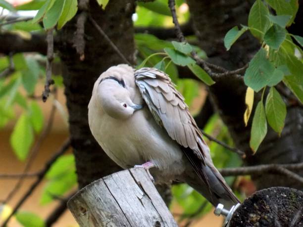 istock the pigeon cleans its feathers 1255054586