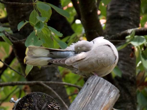 istock the pigeon cleans its feathers 1255054917