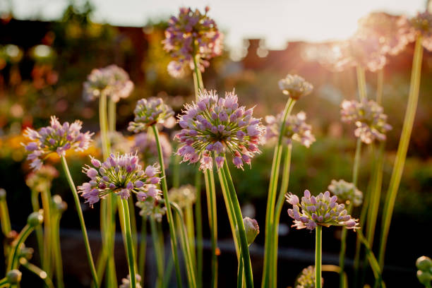 baumschule/gartencenter pflanzen. jährlicher, mehrjähriger, saftiger & aquatischer sonnenuntergang hintergrund bunt - lila babyzimmer stock-fotos und bilder