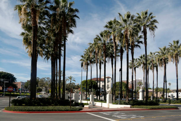istock Palm Trees, Los Angeles, California 1255058462