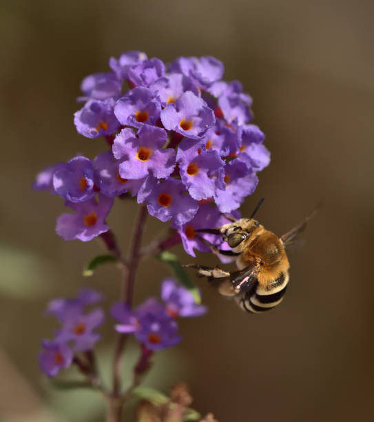 istock Macro insects on flowers 1255060488