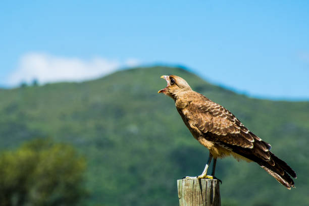 Cordoba, Argentina; February 16, 2019; Road hawk calling their fellows in a rural area in Cordoba.