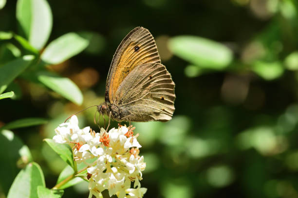 istock Macro insects on flowers 1255060769