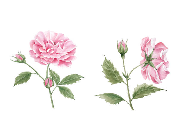 istock pink garden roses on a white background close-up, watercolor illustration 1255061936