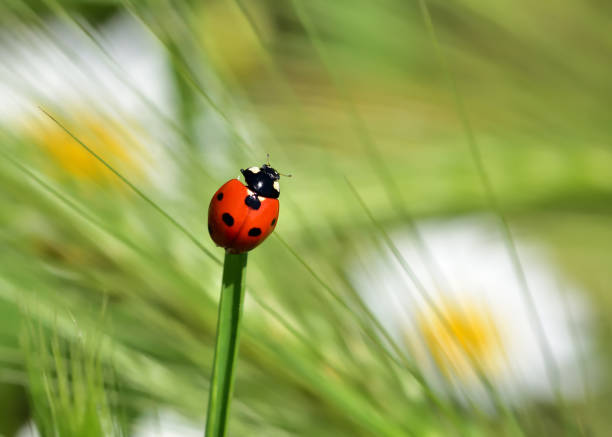istock Macro insects on flowers 1255062486
