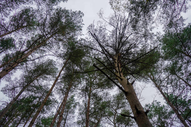 olhando para o dossel de pinheiros e céu - treetop sky tree tree canopy - fotografias e filmes do acervo