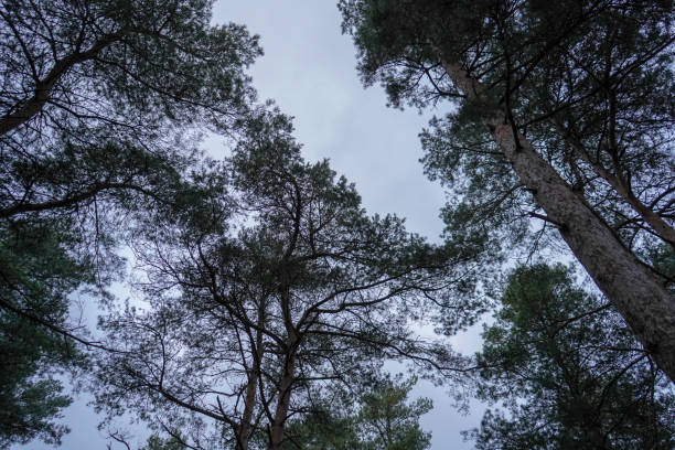 olhando para o dossel de pinheiros e céu - treetop sky tree tree canopy - fotografias e filmes do acervo