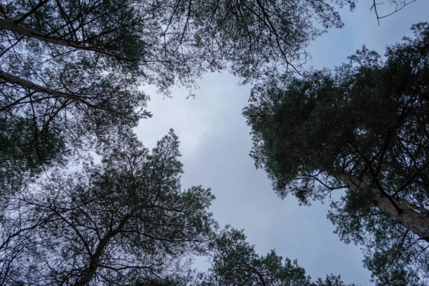 olhando para o dossel de pinheiros e céu - treetop sky tree tree canopy - fotografias e filmes do acervo