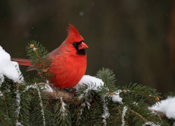 istock Northern Cardinal in Snow 1255063906