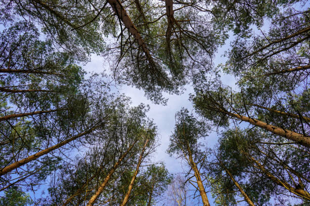 guardando il baldacchino e il cielo dei pini - treetop sky tree tree canopy foto e immagini stock