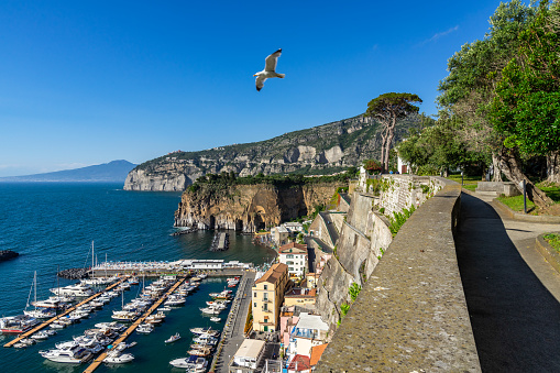 A seagull flying from the gardens of Villa Fondi de Sangro, Piano di Sorrento, Campania, Italy