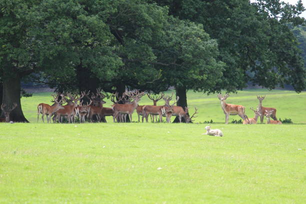istock A gathering of Stags 1255065044