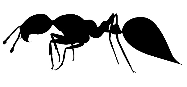 Red imported fire ant. Black silhouette realistic hand drawing image.