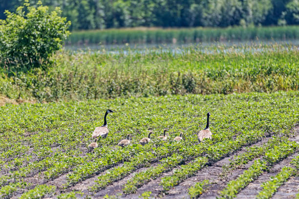 istock Canada Geese and Goslings 1255070519