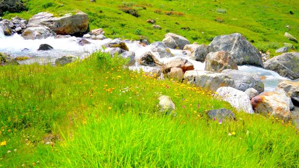 istock a mountain stream with rock in grassland 1255070623