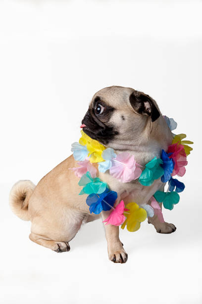 istock Pug with hawaiian necklace isolated on white background. 1255071000